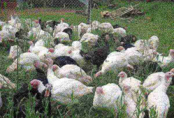 how to raise turkeys at home feeding