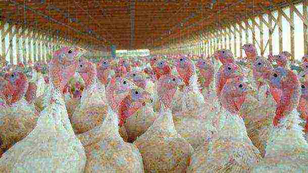 kung paano palaguin ang mga broiler turkey poult sa bahay