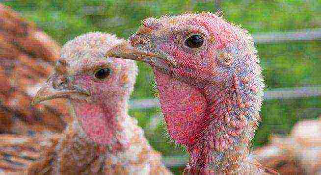 kung paano palaguin ang mga broiler turkey poult sa bahay