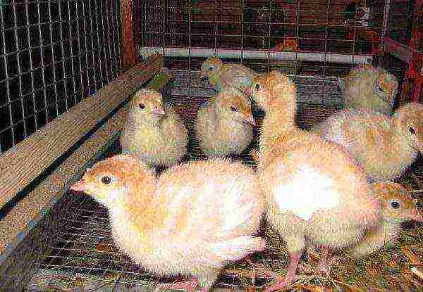 how to grow broiler turkey poults at home