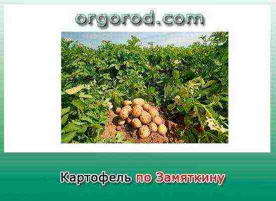 how to grow potatoes with organic farming