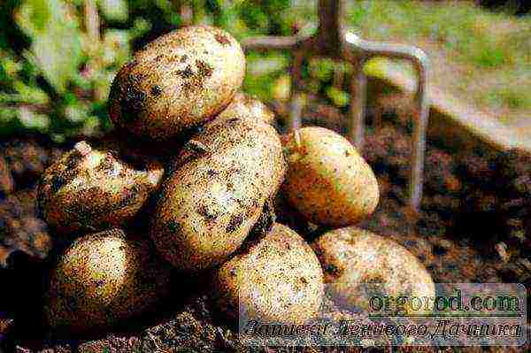 how to grow potatoes with organic farming