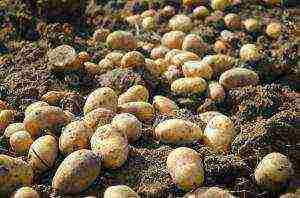 how to grow potatoes with organic farming