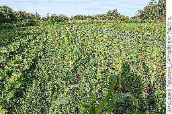 how to grow potatoes with organic farming