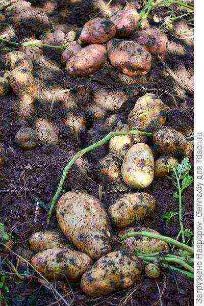 how to grow potatoes with organic farming