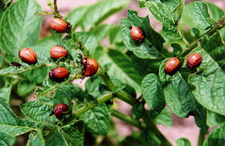 how to grow potatoes with organic farming