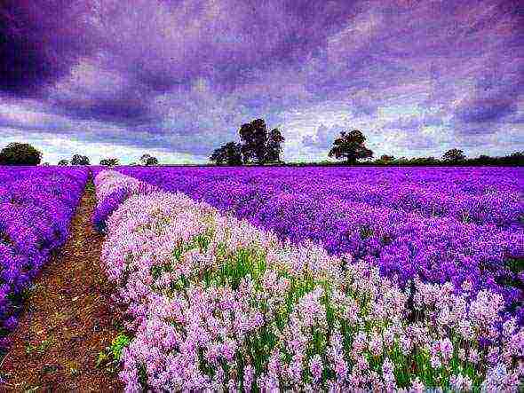 how to grow lavender in the country and how to care for it