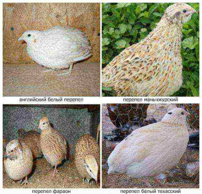 how to grow quail at home for meat