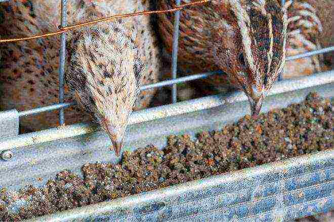 how to grow quail at home for meat