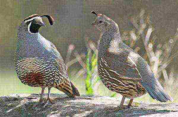 how to grow quail at home for meat