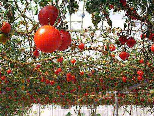 how to grow tall tomatoes in the open field