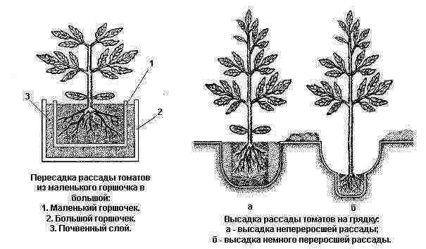 how to grow tall tomatoes in the open field