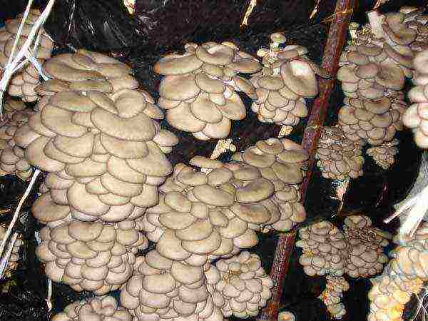 how to grow oyster mushrooms at home in a cellar