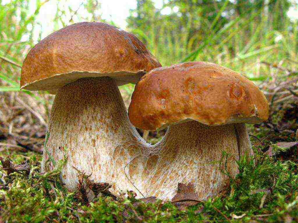 how porcini mushrooms are grown in artificial conditions