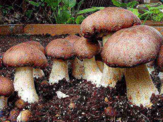 how porcini mushrooms are grown in artificial conditions