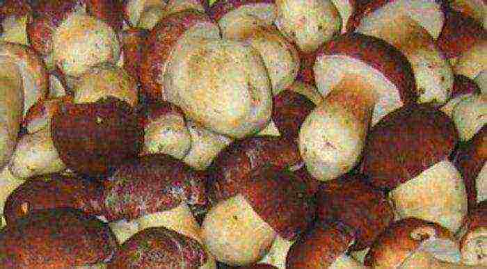 how porcini mushrooms are grown in artificial conditions