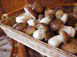 how porcini mushrooms are grown in artificial conditions