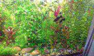what aquarium plants can be grown in gravel
