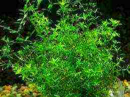 what aquarium plants can be grown in gravel