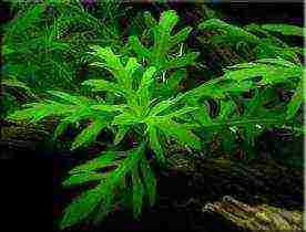 what aquarium plants can be grown in gravel