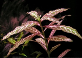 what aquarium plants can be grown in gravel