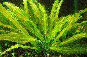 what aquarium plants can be grown in gravel