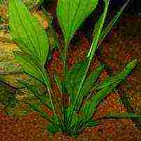 what aquarium plants can be grown in gravel