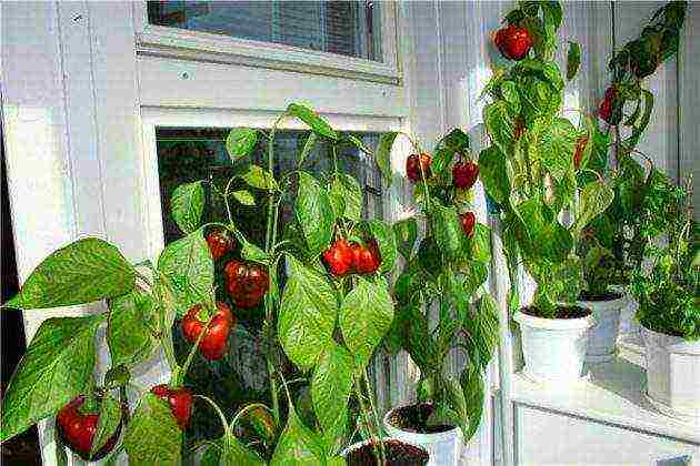 what fruits and vegetables can be grown on the windowsill