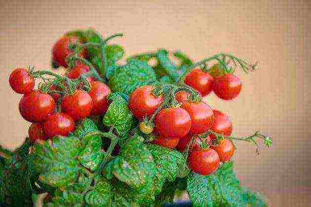 what fruits and vegetables can be grown on the windowsill