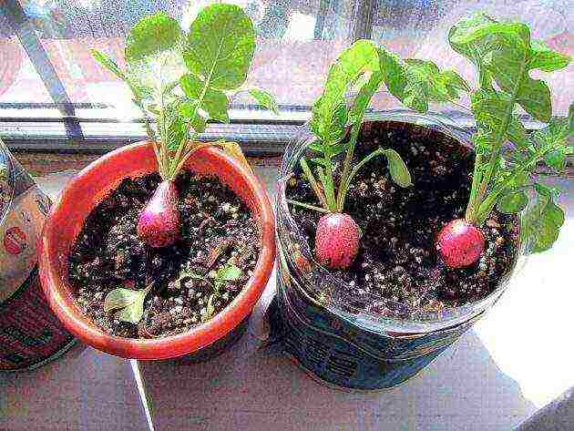 what fruits and vegetables can be grown on the windowsill