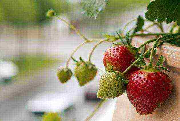 what fruits and vegetables can be grown on the windowsill