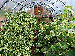 what vegetables can be grown in the greenhouse at the same time