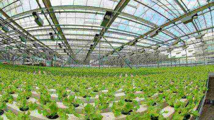 what vegetables can be grown in the greenhouse at the same time