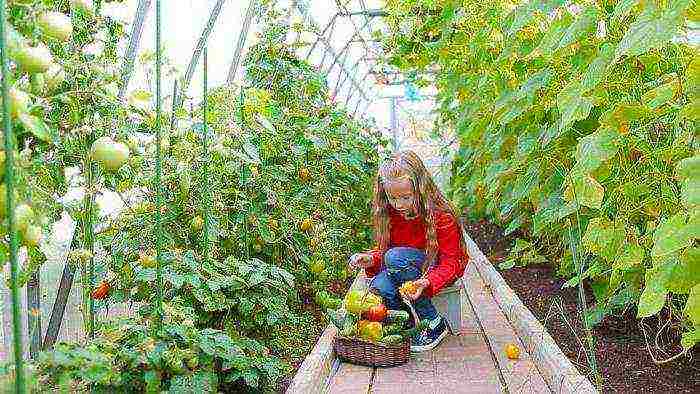 what vegetables can be grown in the greenhouse at the same time