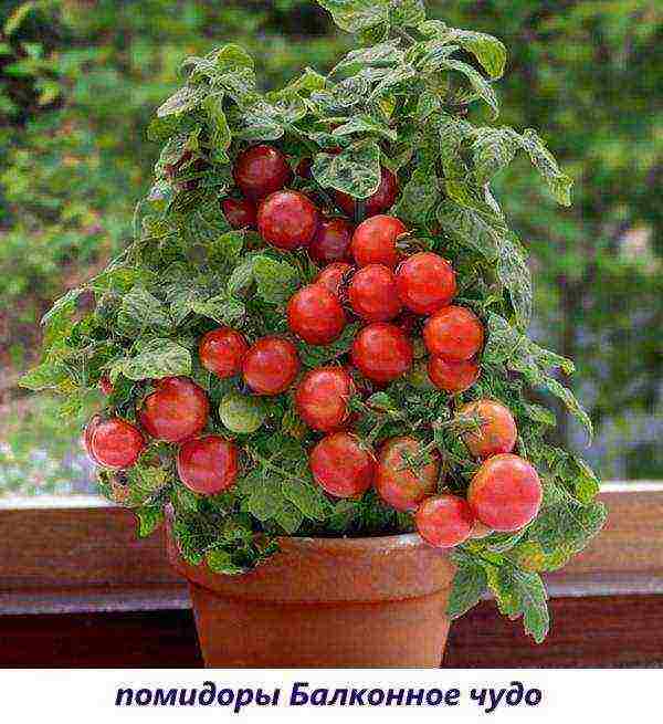 what tomatoes can be grown on the windowsill in winter