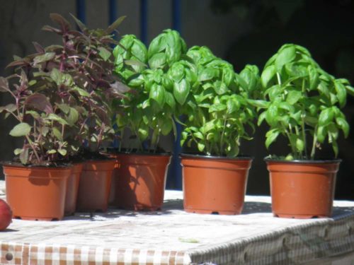 what spicy plants can be grown at home in pots