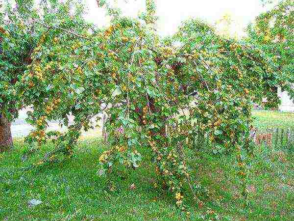 what varieties of apricots can be grown in the suburbs