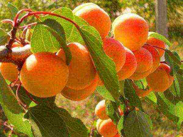 what varieties of apricots can be grown in the suburbs