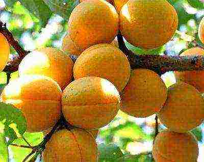 what varieties of apricots can be grown in the suburbs