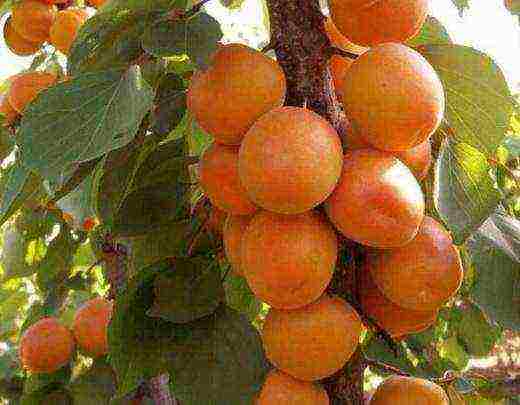 what varieties of apricots can be grown in the suburbs