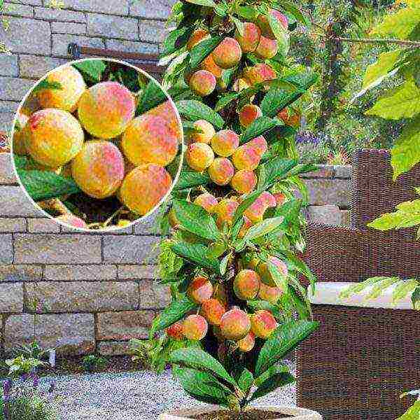 what varieties of apricots can be grown in the suburbs