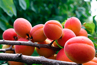 what varieties of apricots can be grown in the suburbs