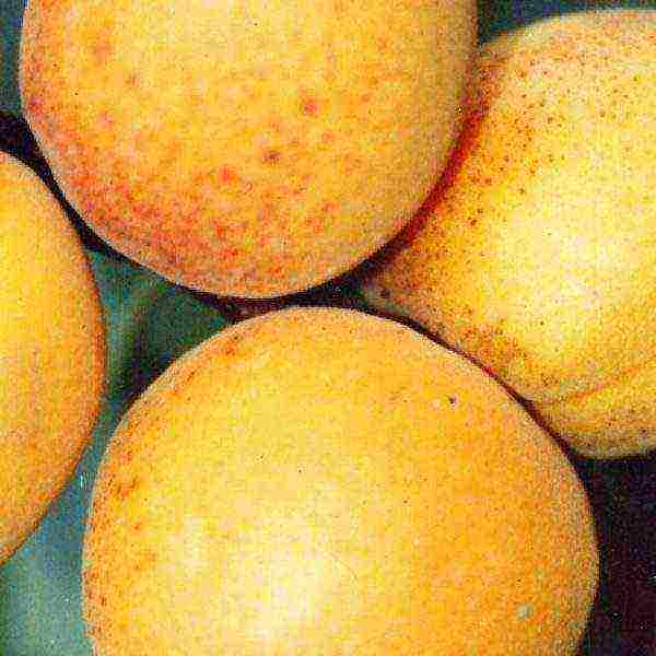 what varieties of apricots can be grown in the suburbs