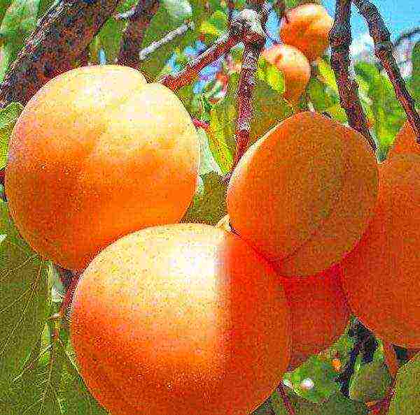 what varieties of apricots can be grown in the suburbs