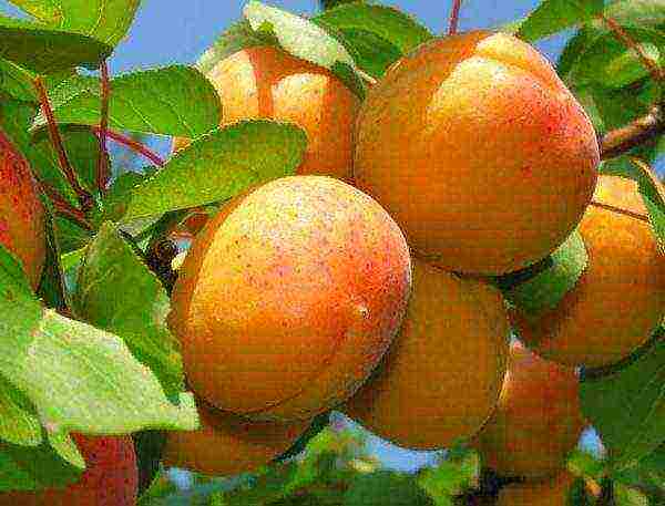 what varieties of apricots can be grown in the suburbs