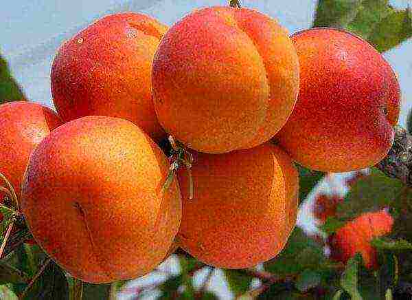 what varieties of apricots can be grown in the suburbs