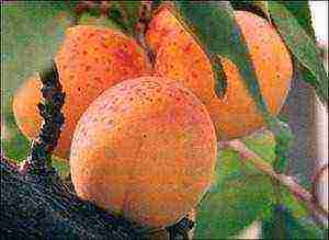 what varieties of apricots can be grown in the suburbs