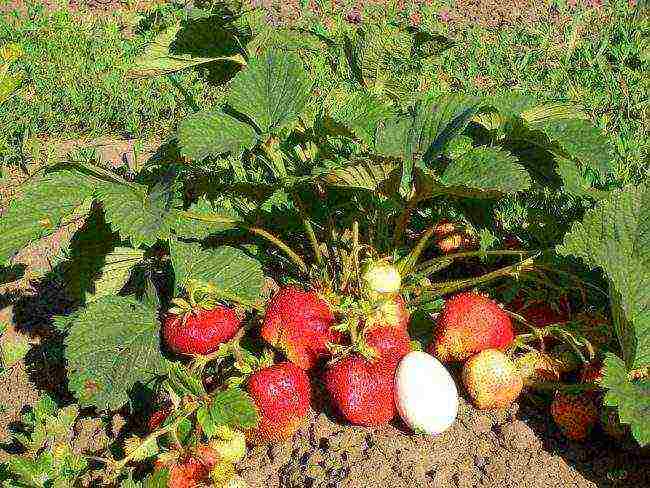 aling mga pagkakaiba-iba ng mga strawberry ang mabuti