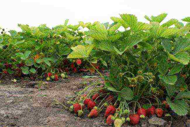 which varieties of strawberries are good