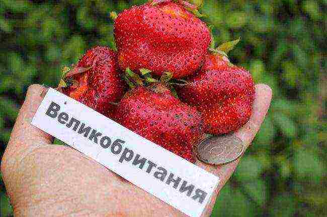 which varieties of strawberries are good